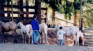 Camp kids gently brush the foals.